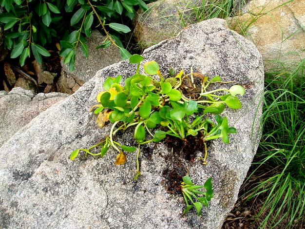 Limnobium laevigatum (upper left) and E. crassipes (lower right), December 2009. The two species look rather similar to each other at this stage.