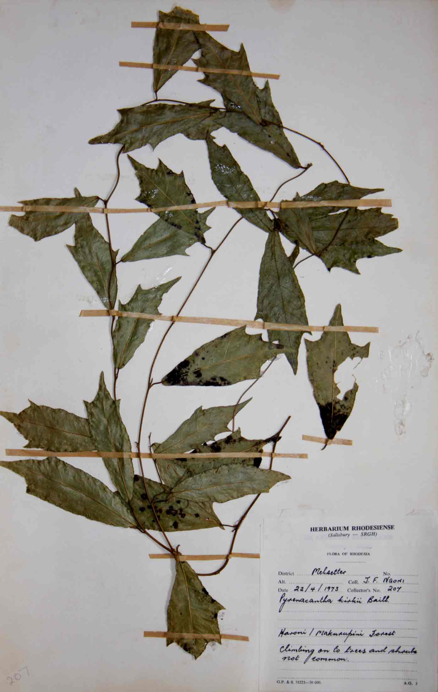 One of the re-discovered specimens of Pyrenacantha kirkii, Ngoni 207.