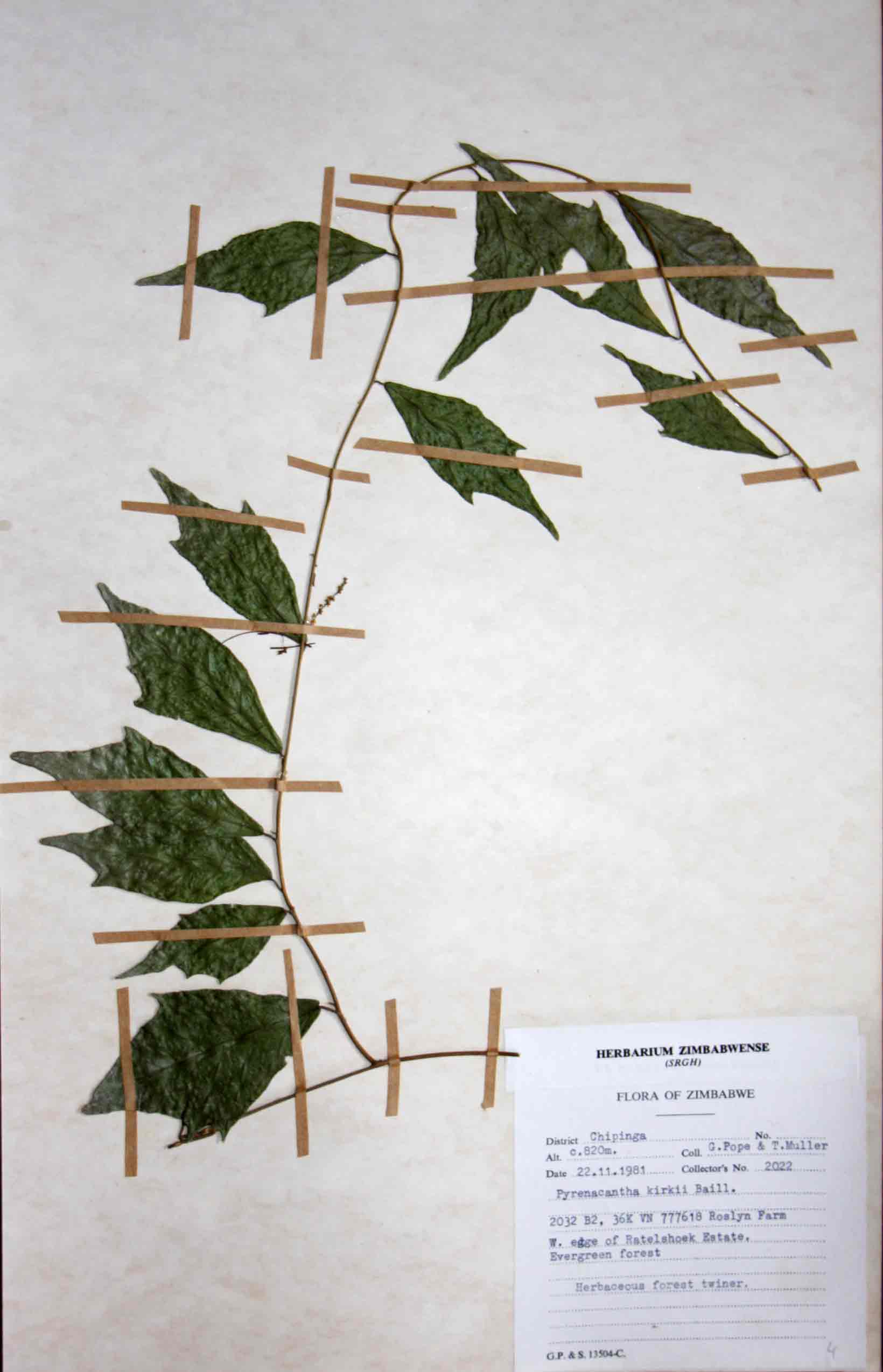 The other re-discovered specimen of Pyrenacantha kirkii, Mueller and Pope 2022.