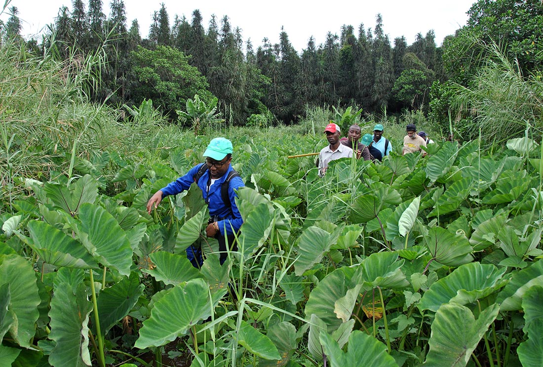 Trekking to the swamp towards the Pandanus forest