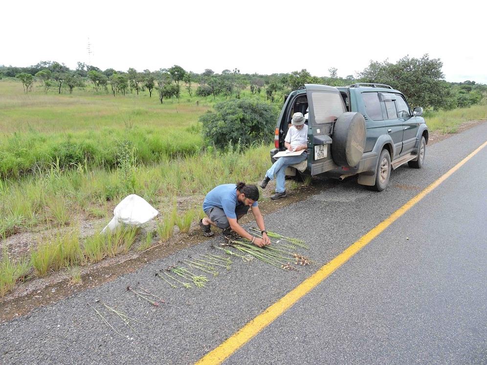Benny and Francisco with specimens. Habitat: riverside dambo/flooded grassland. Location: Mibanga area, Kasama District, Northern Province.

