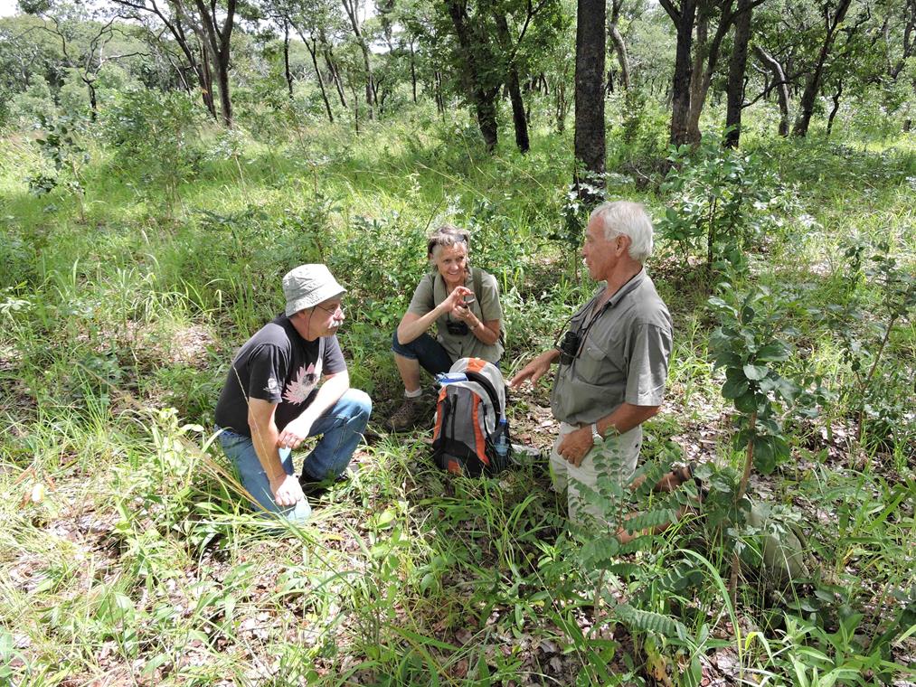 Benny, Sue and Dave in Mkushi farm block wooded area. Habitat: Miombo woodland. Location: Moffat Farm, Mkushi Farm Block, Mkushi District, Central Province.