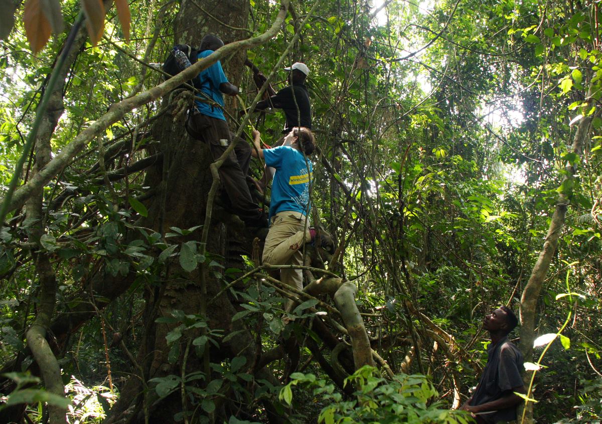 Sampling in the Congo forests
