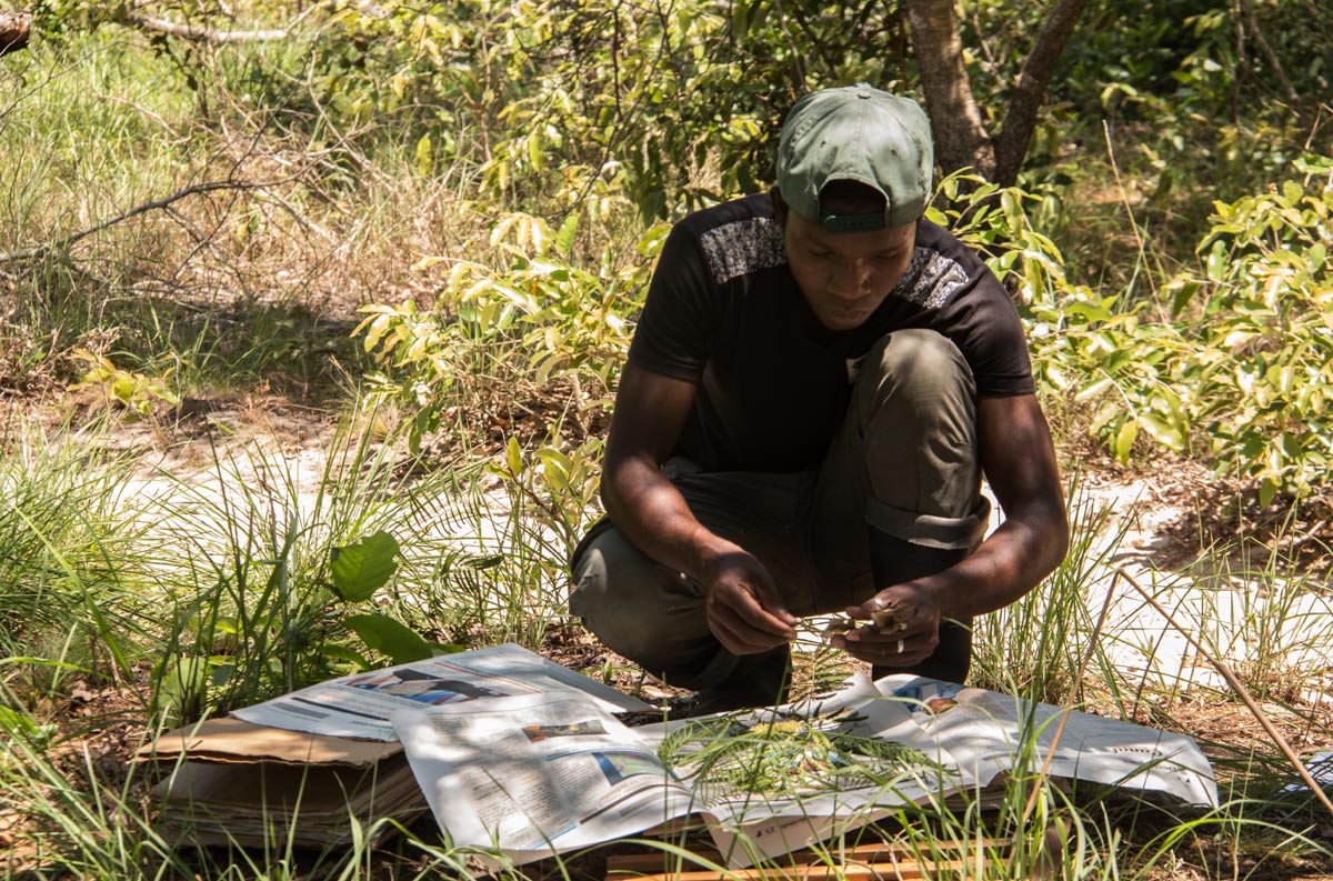 Edgar collecting Entada abyssinica