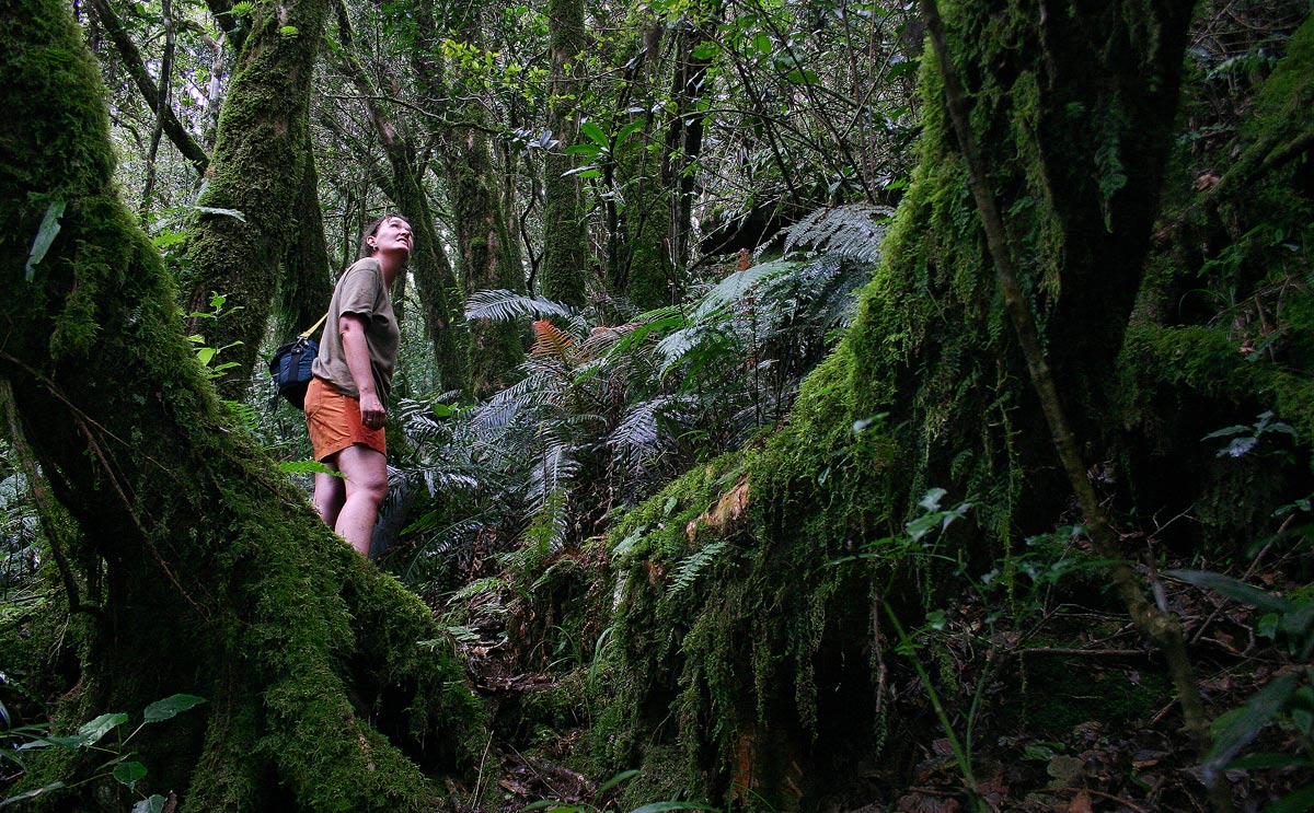 Petra in fern heaven on Mt Gorongosa
